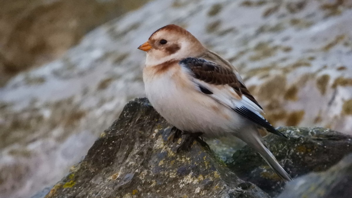 Snow Bunting - Andy  Woodward