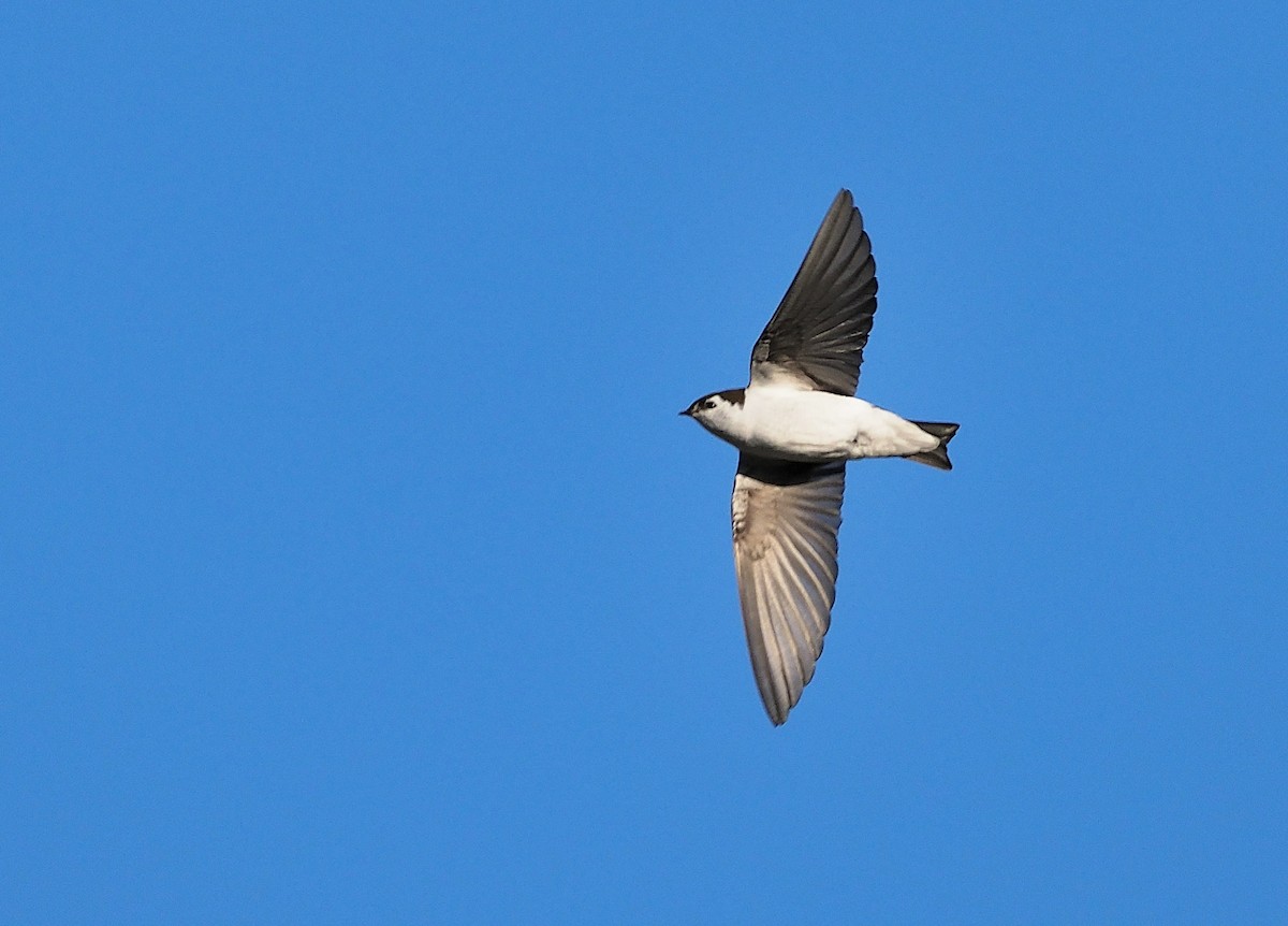 Violet-green Swallow - ML407281291