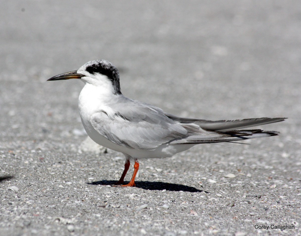 Forster's Tern - Corey Callaghan