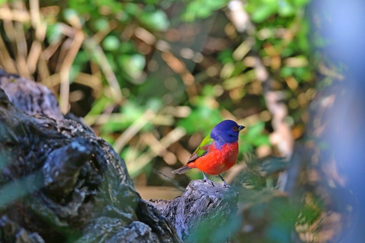 Painted Bunting - Johannes Hogrefe
