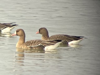 Lesser White-fronted Goose, ML407296391