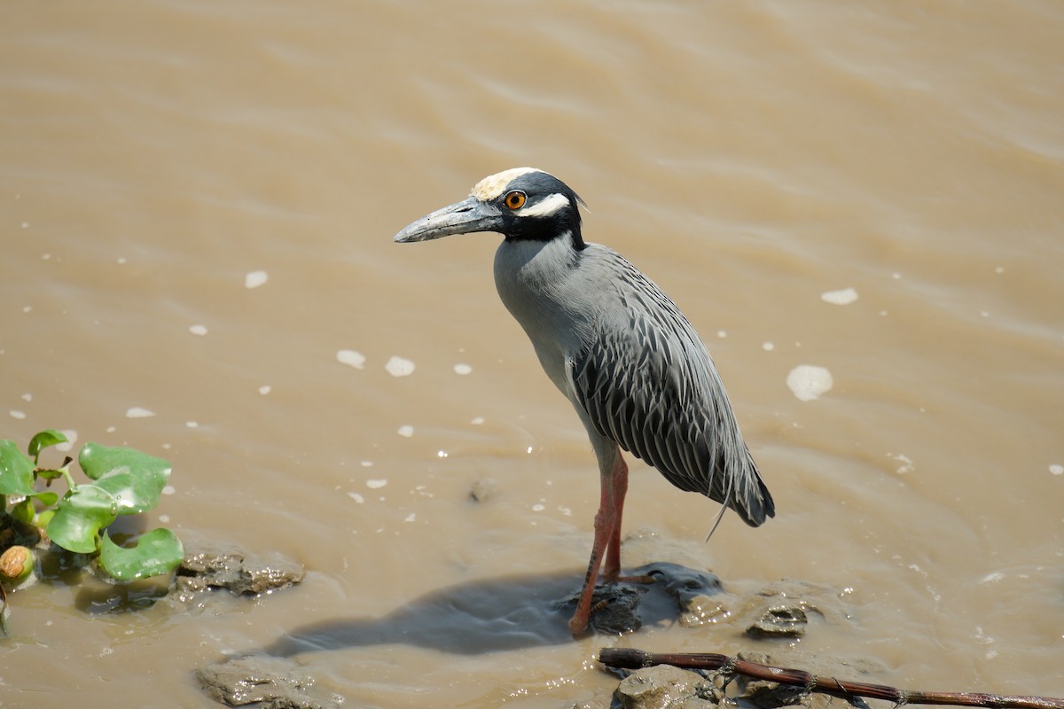 Yellow-crowned Night Heron (Yellow-crowned) - Marilyn Henry