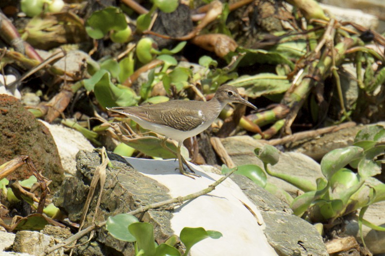 Spotted Sandpiper - Marilyn Henry