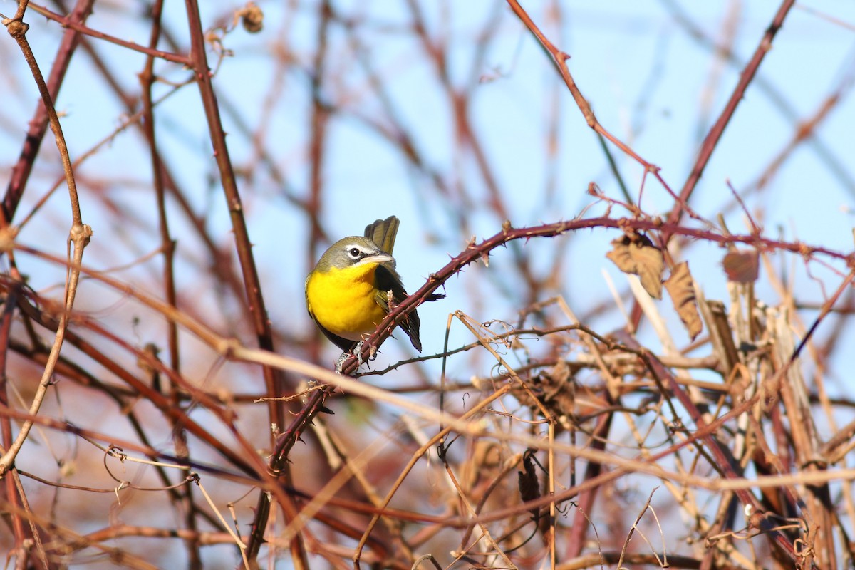 Yellow-breasted Chat - ML40730241