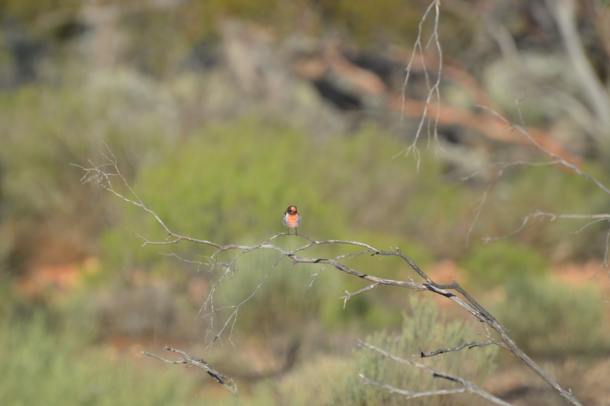 Red-capped Robin - ML40730381