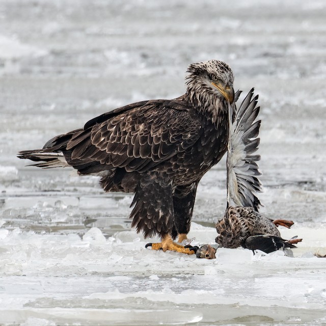 Bald Eagle with waterfowl prey. - Bald Eagle - 