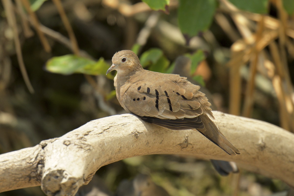 Ecuadorian Ground Dove - Marilyn Henry