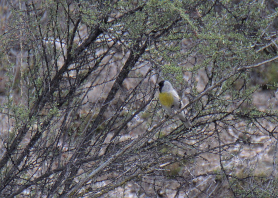 Lawrence's Goldfinch - ML407308401