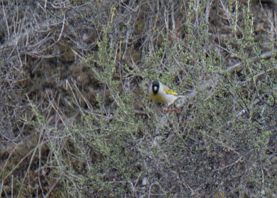 Lawrence's Goldfinch - ML407308411