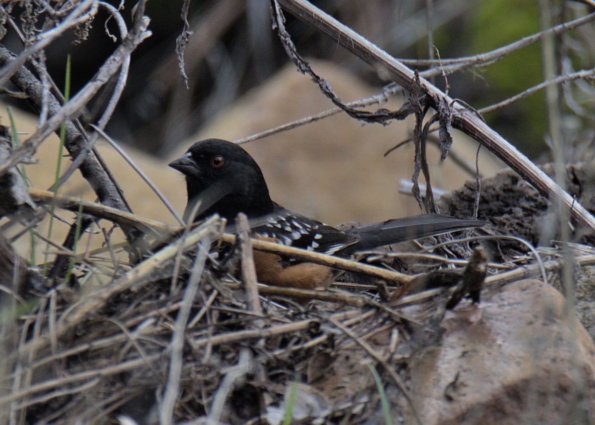 Spotted Towhee - ML407308561