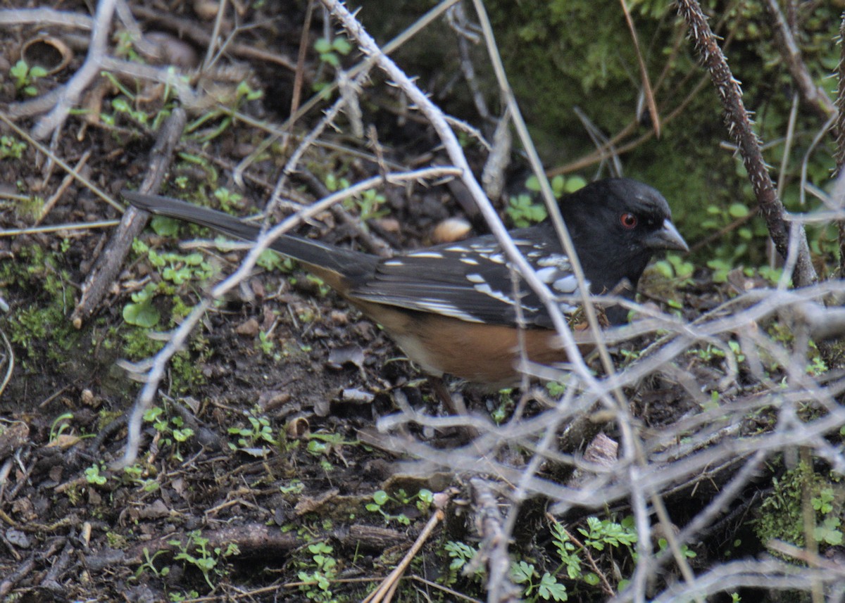Spotted Towhee - ML407308571