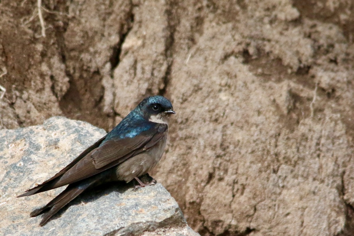 Brown-bellied Swallow - Gustino Lanese
