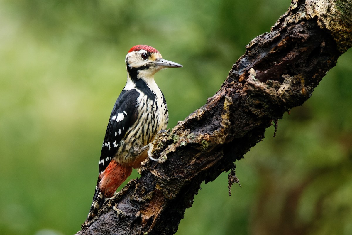 White-backed Woodpecker - Frank Lin