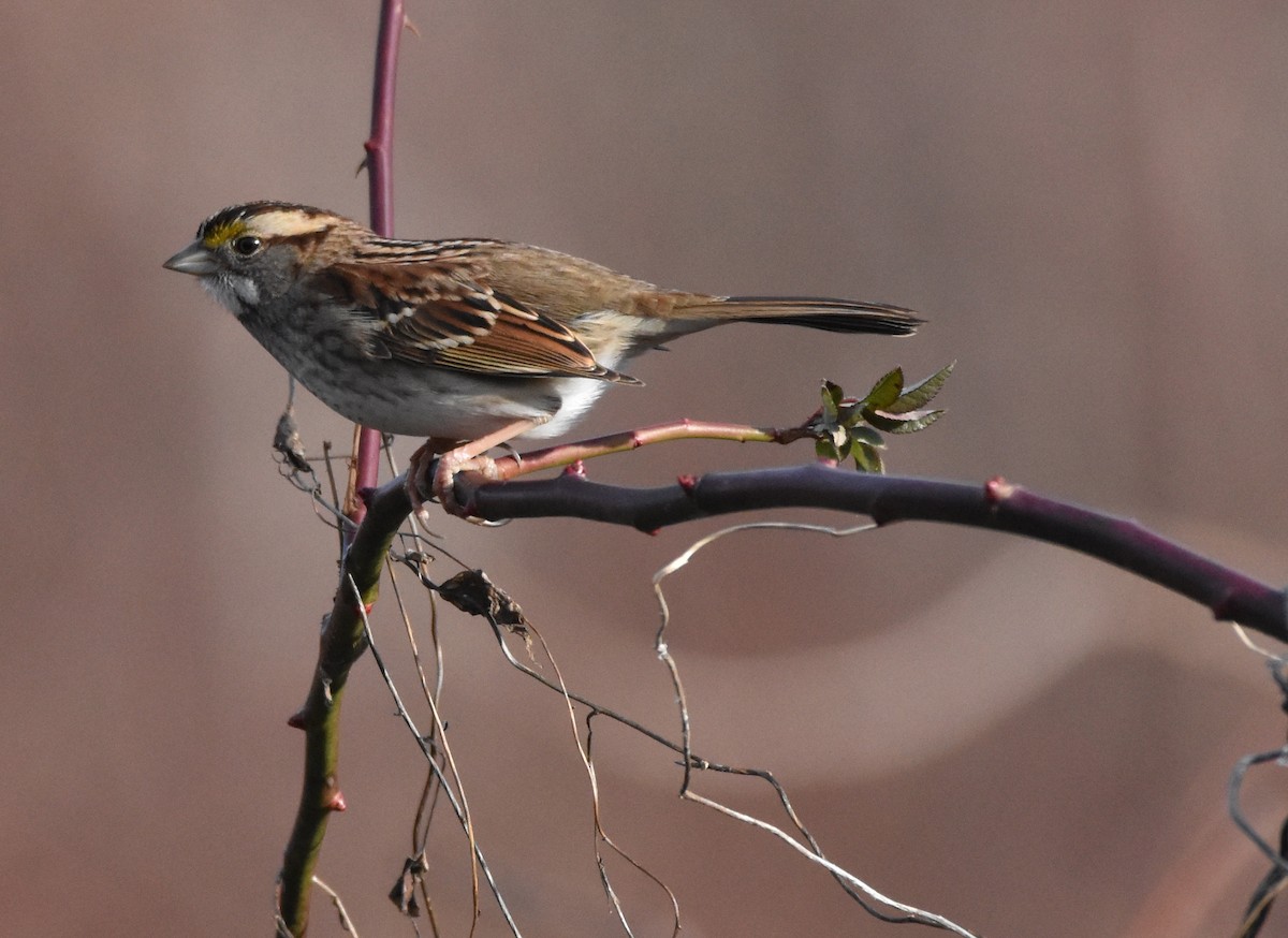 White-throated Sparrow - ML407321601