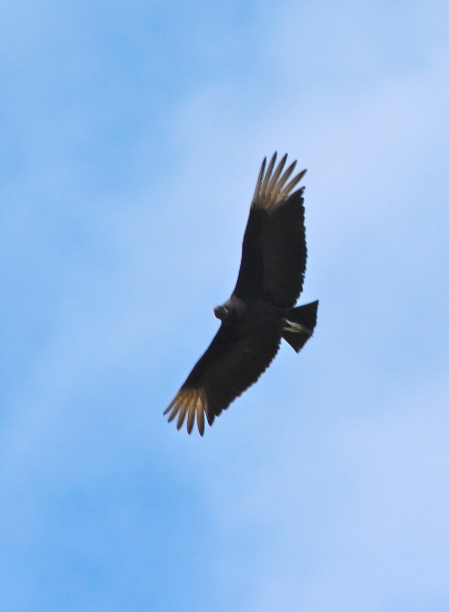 Black Vulture - J.A. Smith