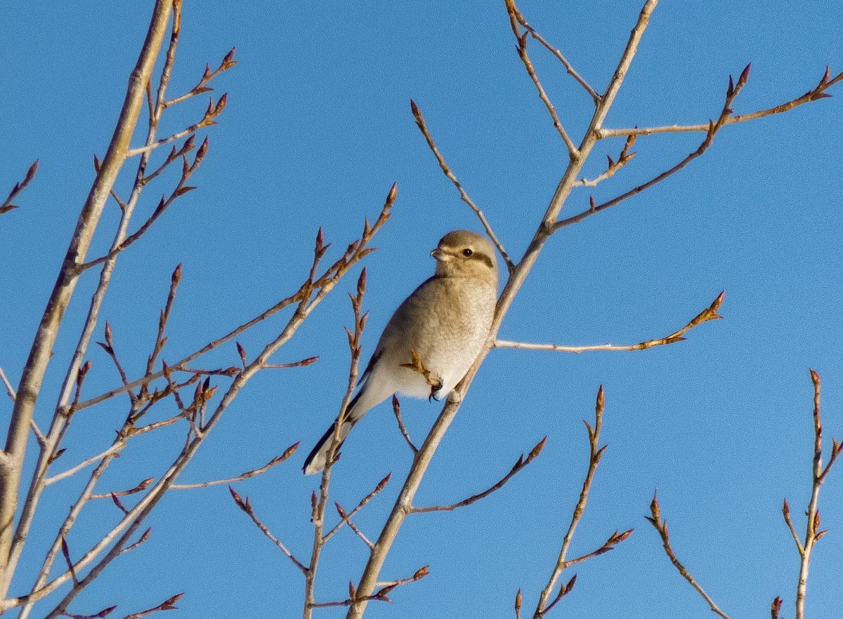 eBird Checklist - 18 Jan 2022 - Toronto--Downsview Park - 9 species