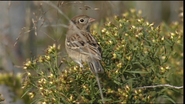Field Sparrow - ML407341