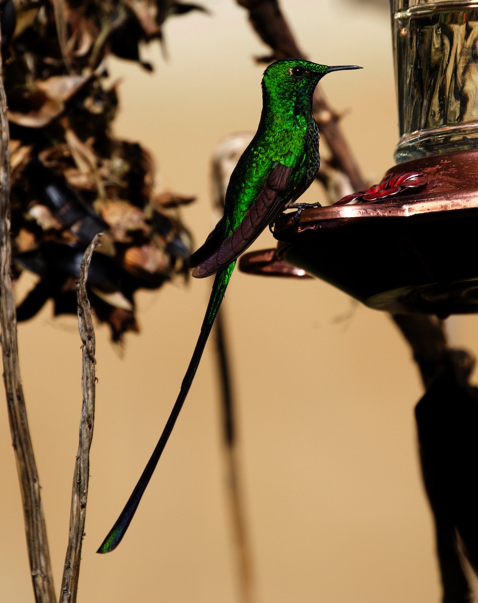 Yeşil Kuyruklu Kolibri - ML407342301