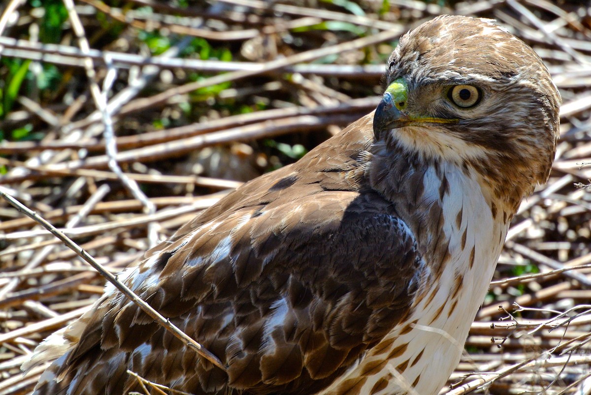 Red-tailed Hawk - ML407345241