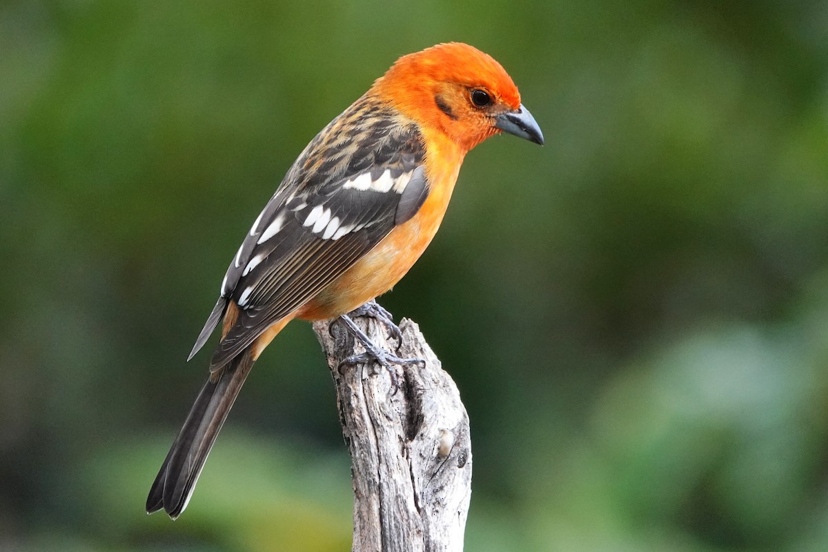Flame-colored Tanager - ML407347841