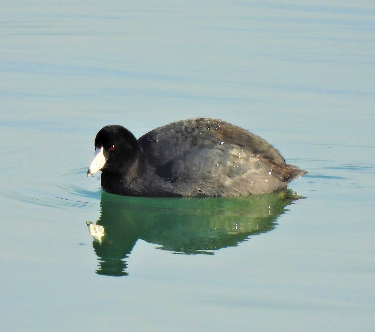 American Coot (Red-shielded) - ML407349131