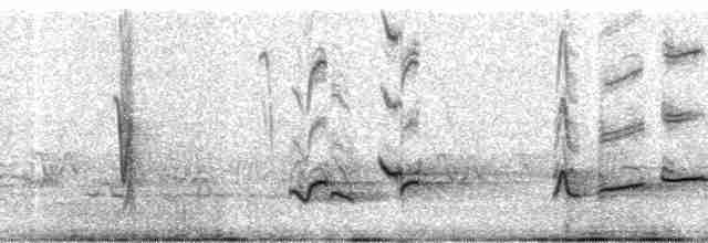Moqueur des savanes (gracilis/leucophaeus) - ML40735