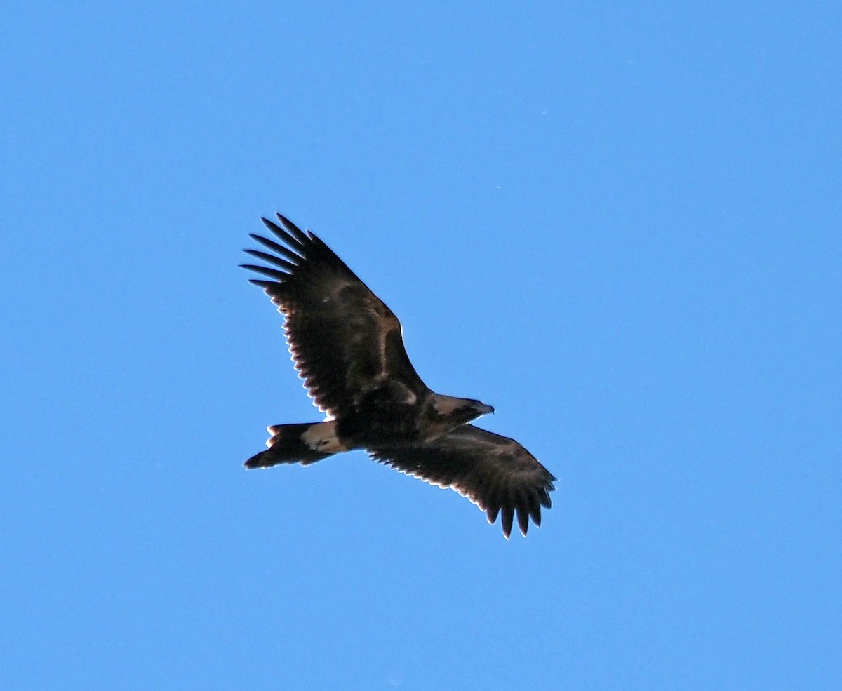Wedge-tailed Eagle - Steve Law
