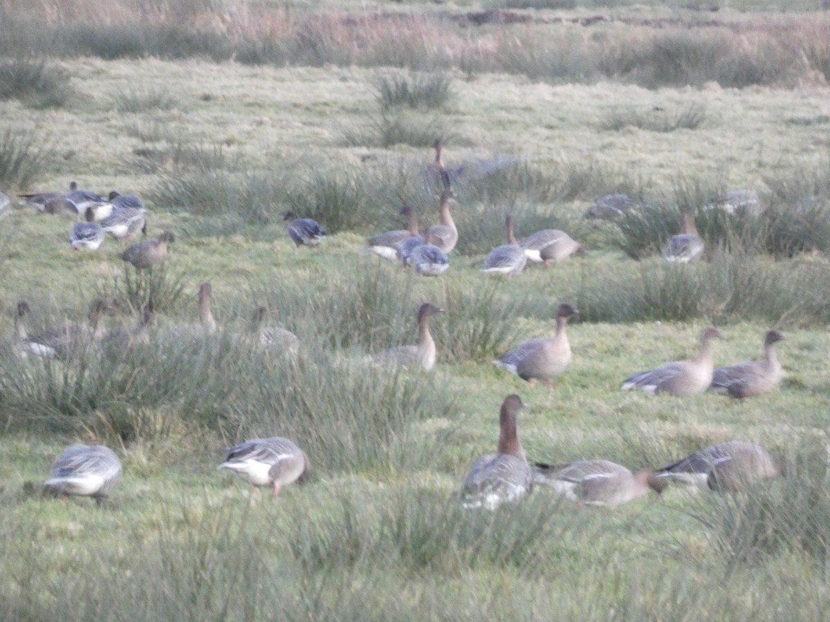 Pink-footed Goose - Da Lo