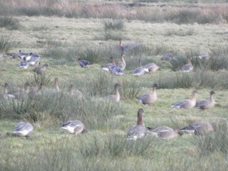 Pink-footed Goose, ML407353131