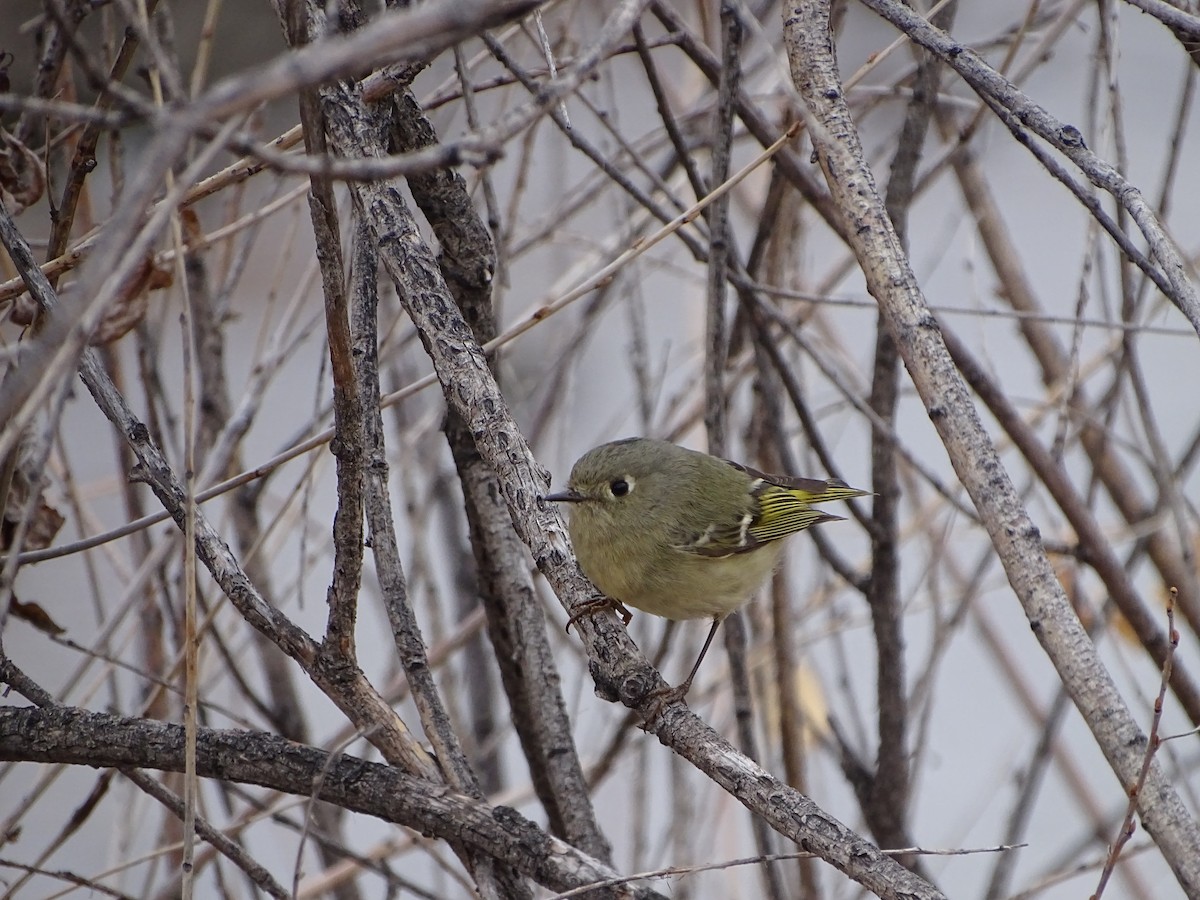 Ruby-crowned Kinglet - Kevin Williams