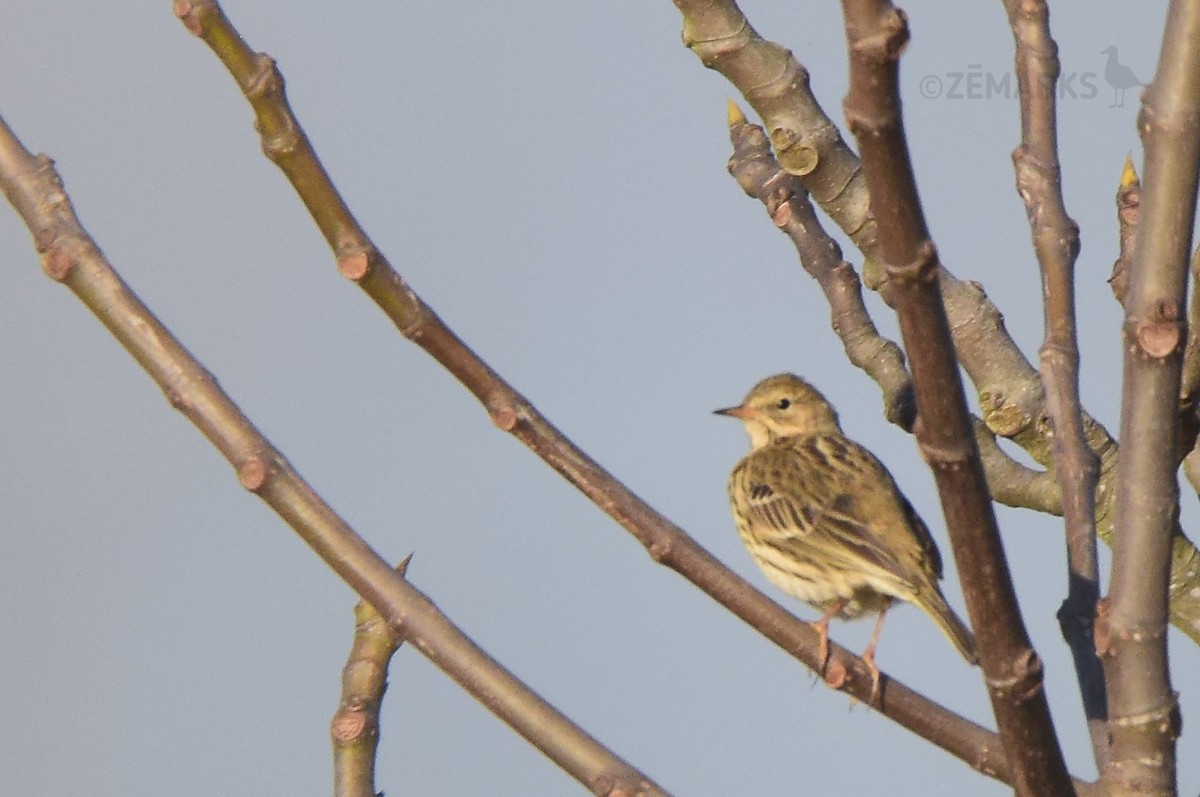 Meadow Pipit - ML407359791