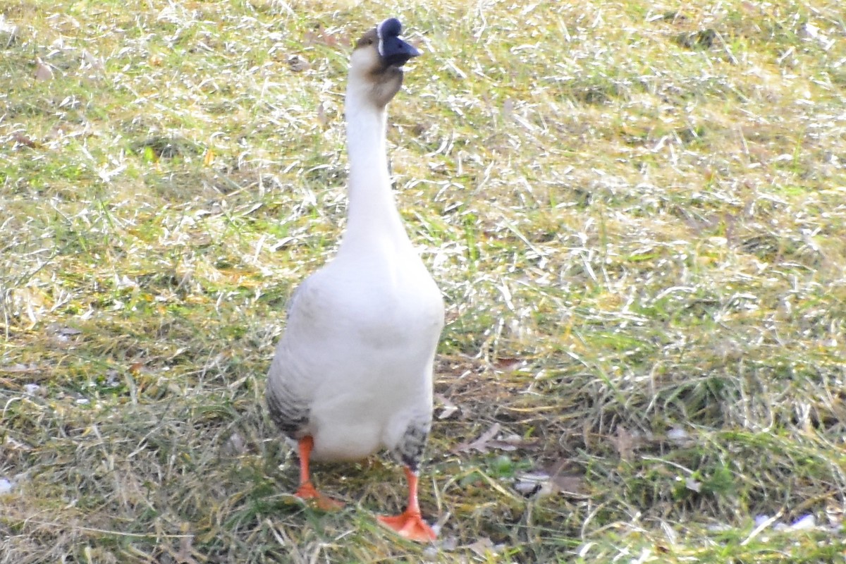 Swan Goose (Domestic type) - ML407362521