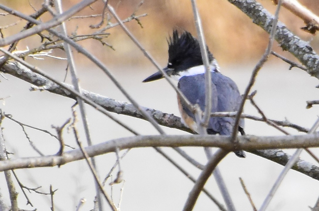 Belted Kingfisher - ML407362791