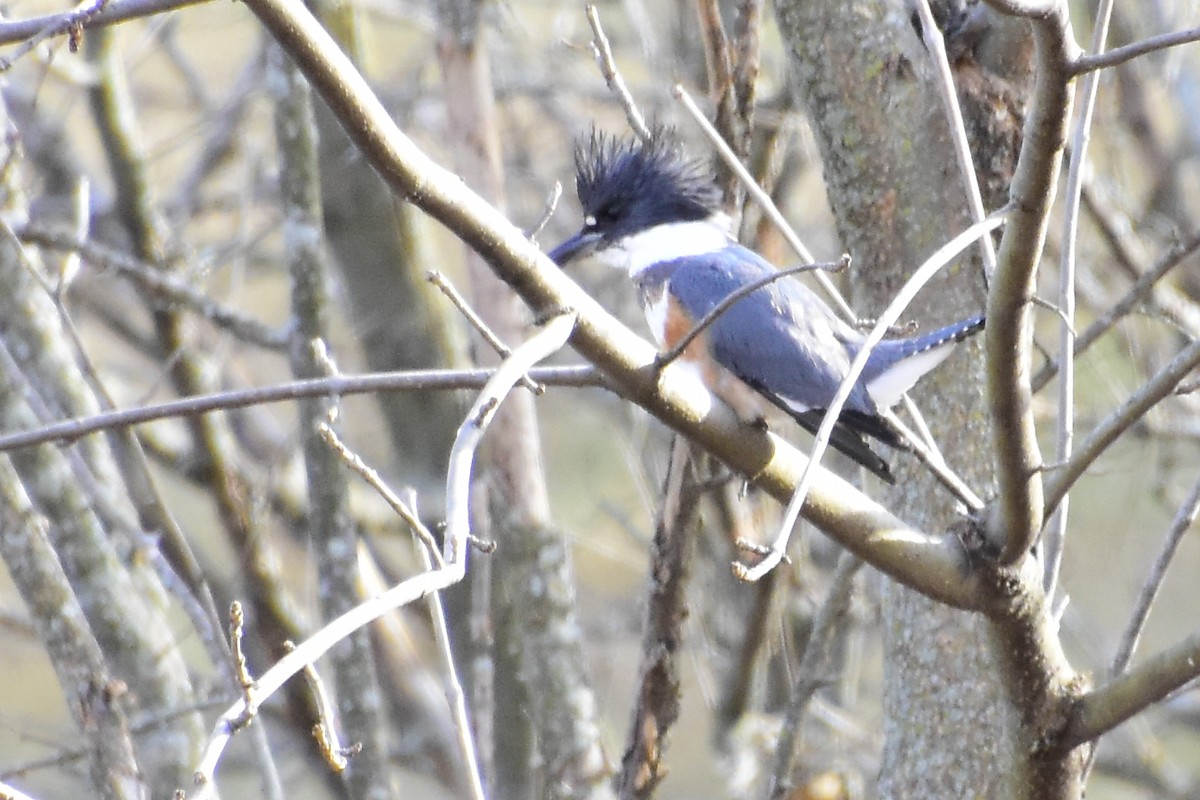 Belted Kingfisher - ML407362811