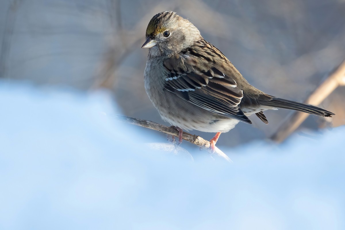 Golden-crowned Sparrow - ML407375671