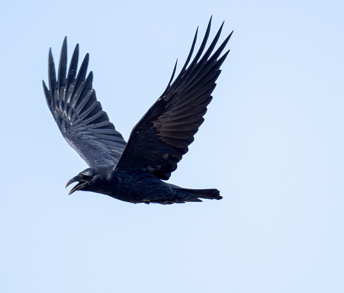 Common Raven - ML407377491