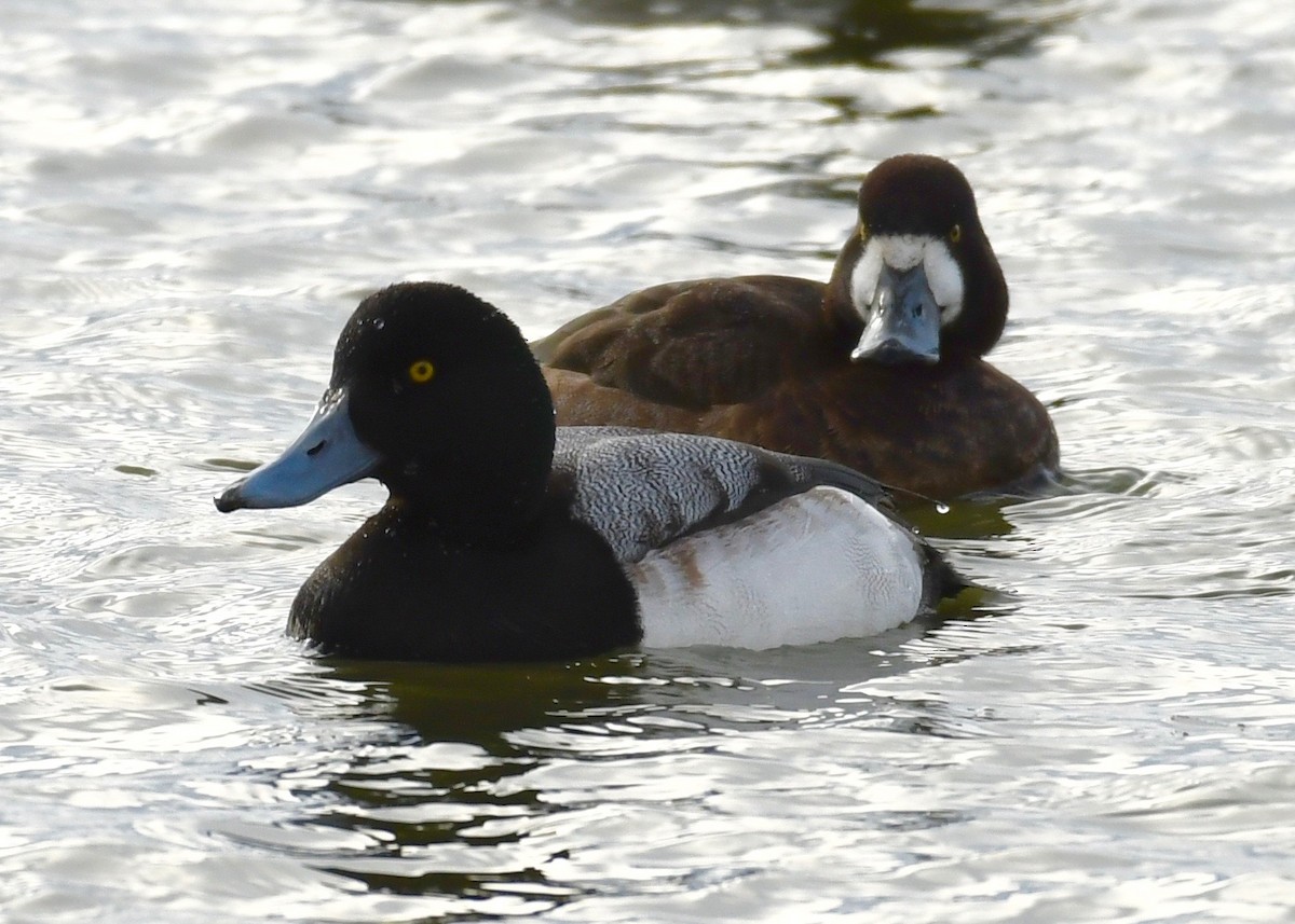 Greater Scaup - Alan Bloom
