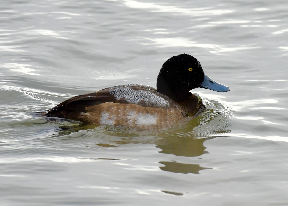 Greater Scaup - ML407384911