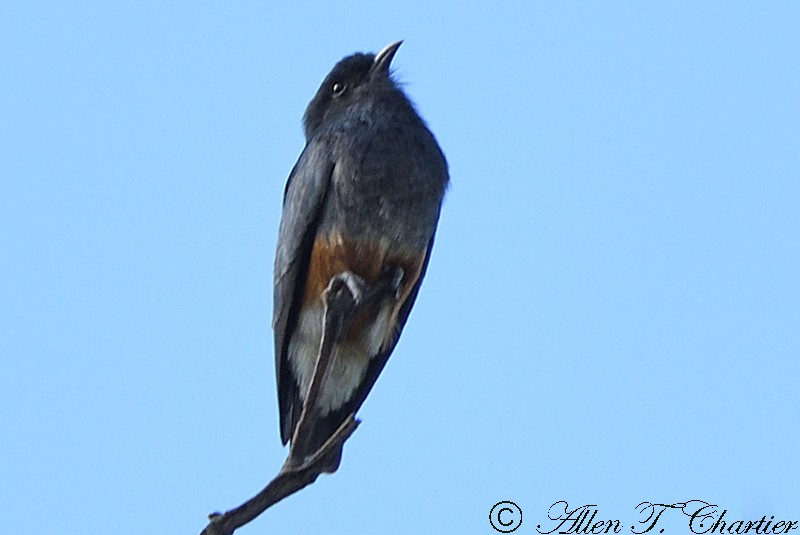 Swallow-winged Puffbird - ML407386531