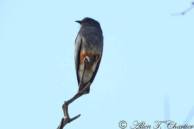 Swallow-winged Puffbird - ML407386571