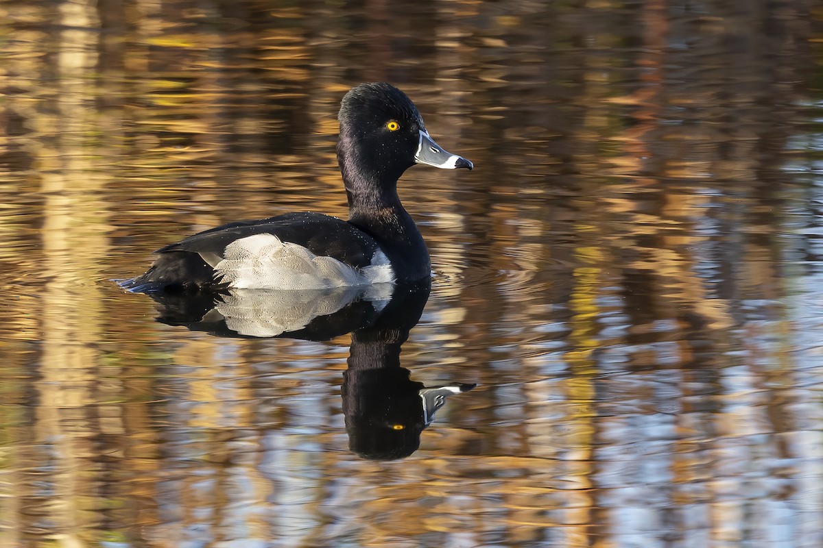Ring-necked Duck - Peter Hawrylyshyn