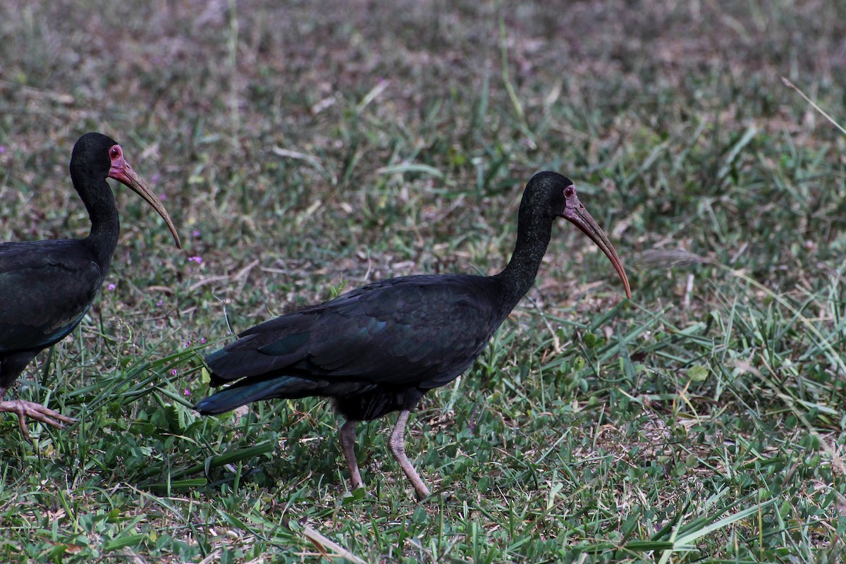 ibis tmavý - ML407388531
