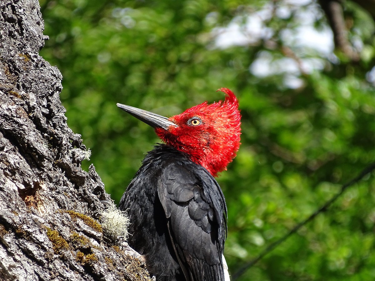 Magellanic Woodpecker - Chris Howard