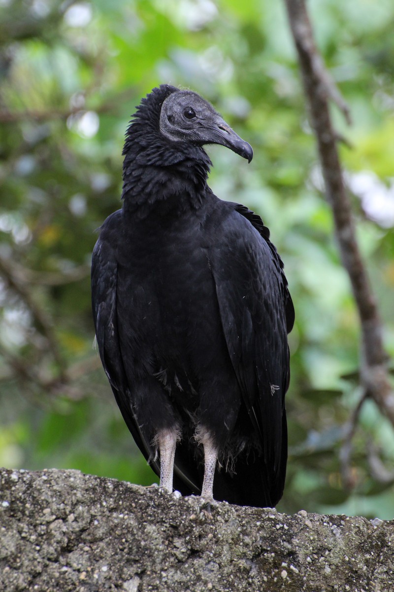 Black Vulture - ML407390341