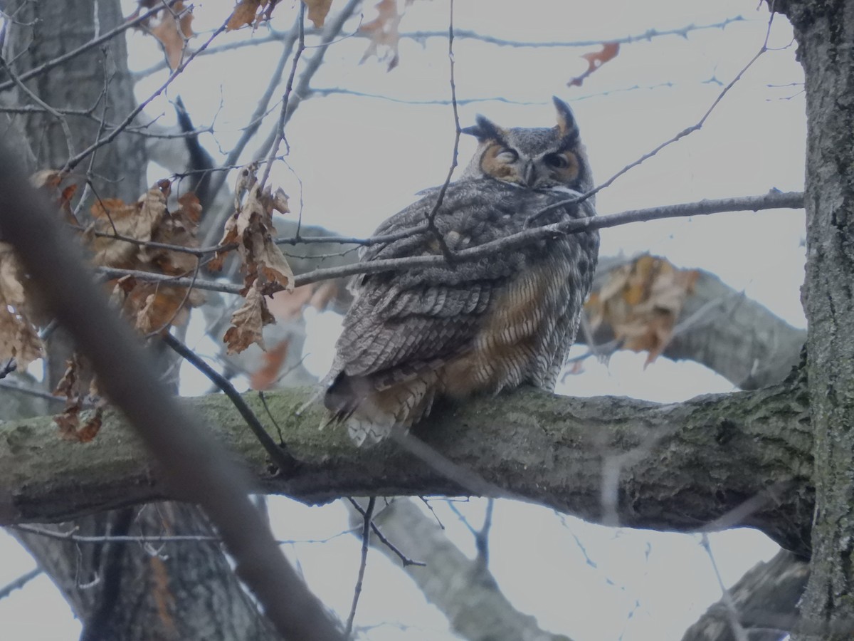 Great Horned Owl - ML407396091
