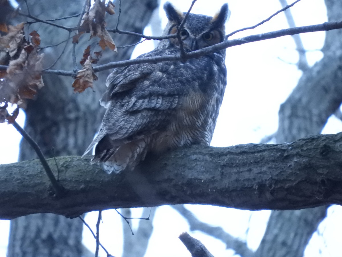 Great Horned Owl - ML407396131