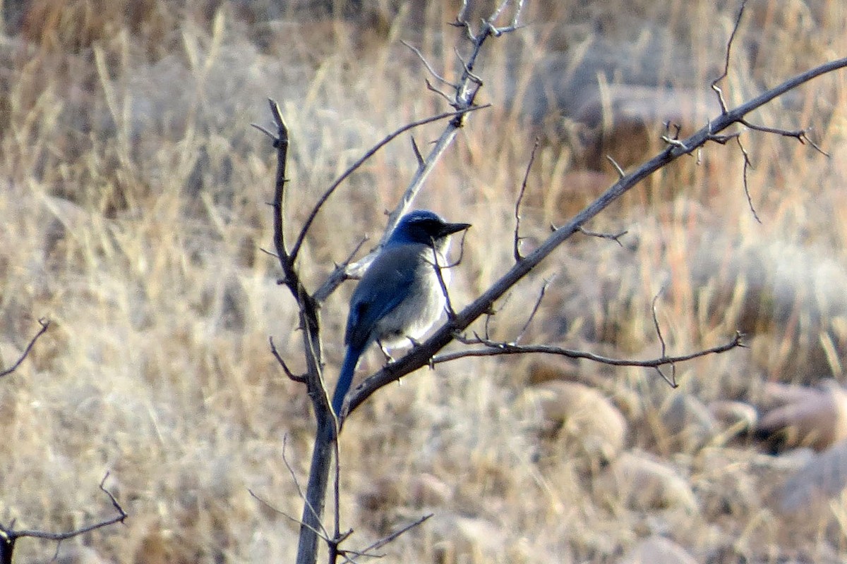 Woodhouse's Scrub-Jay (Woodhouse's) - Jeff Culler