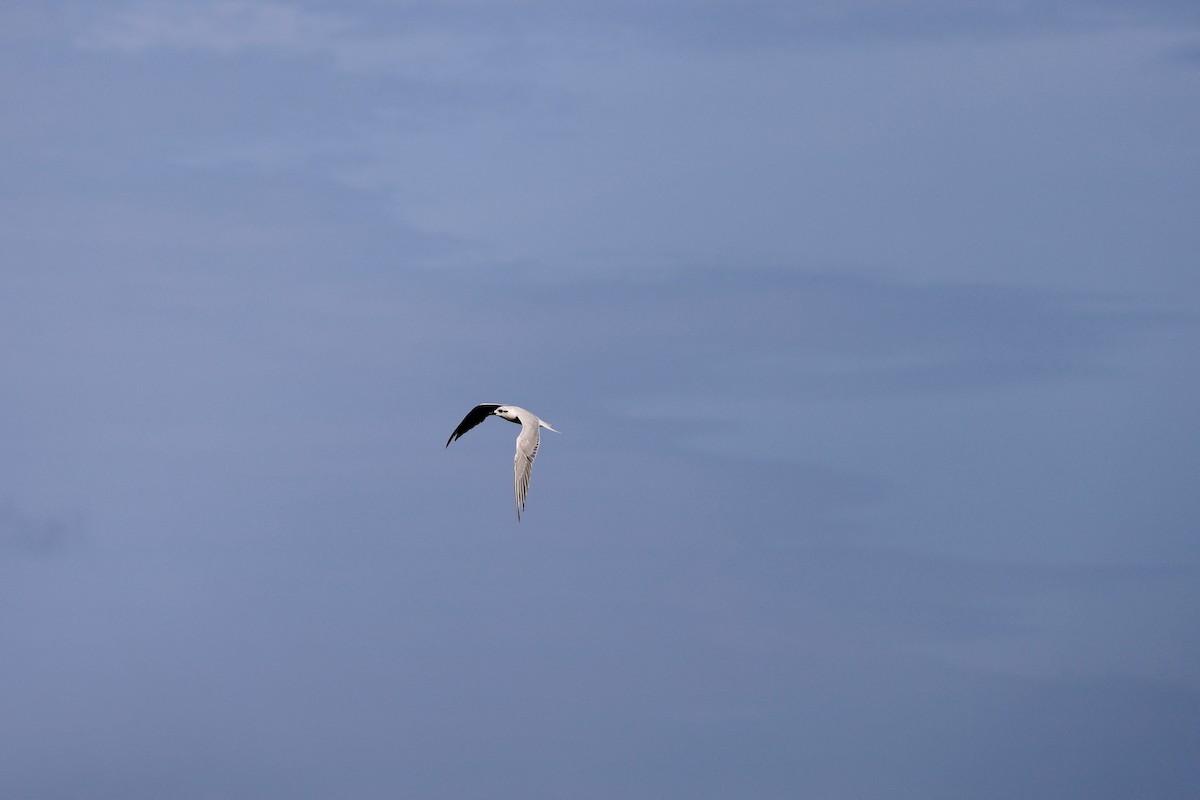 Weißbart-Seeschwalbe - ML407403721