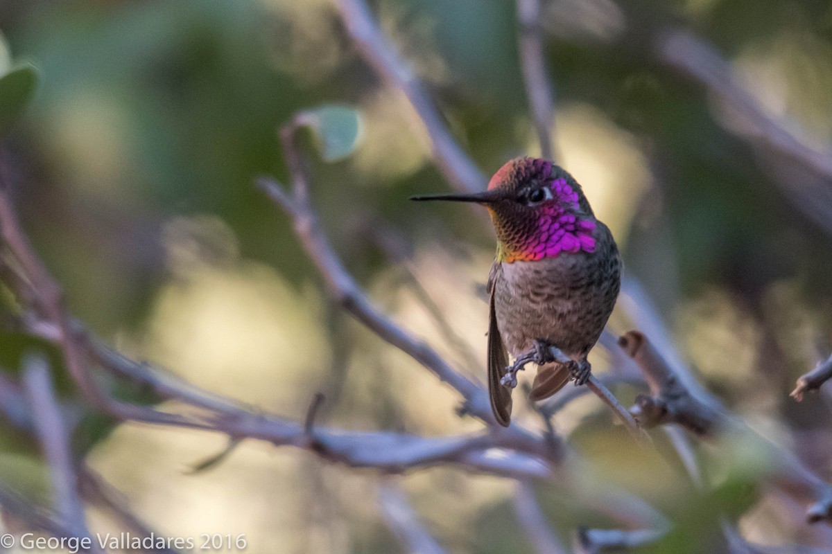 Anna's Hummingbird - George Valladares