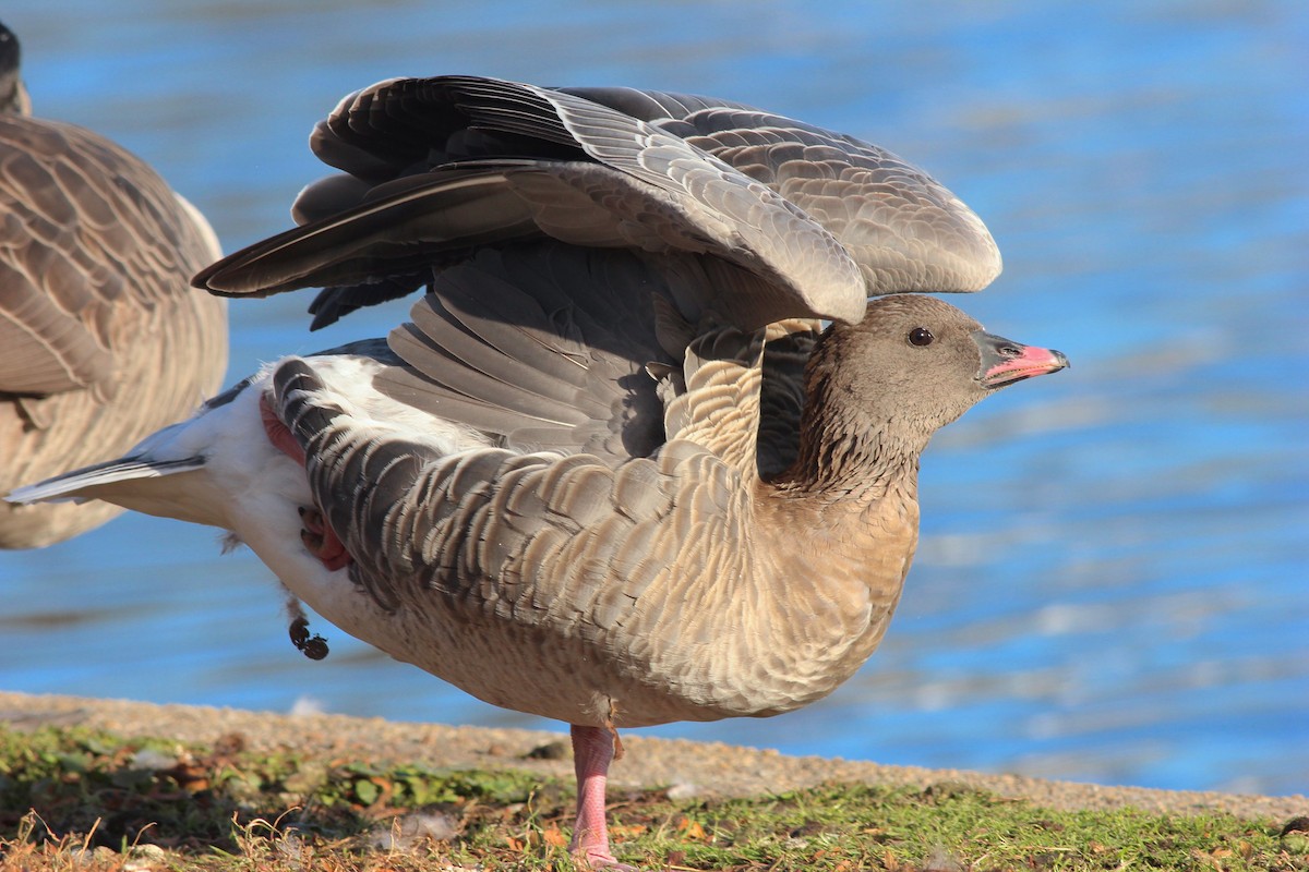 Pink-footed Goose - ML40740941